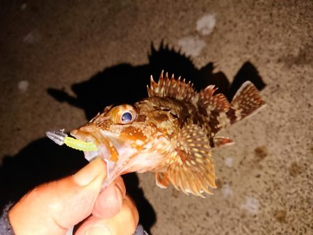 マイカ釣のつもりが